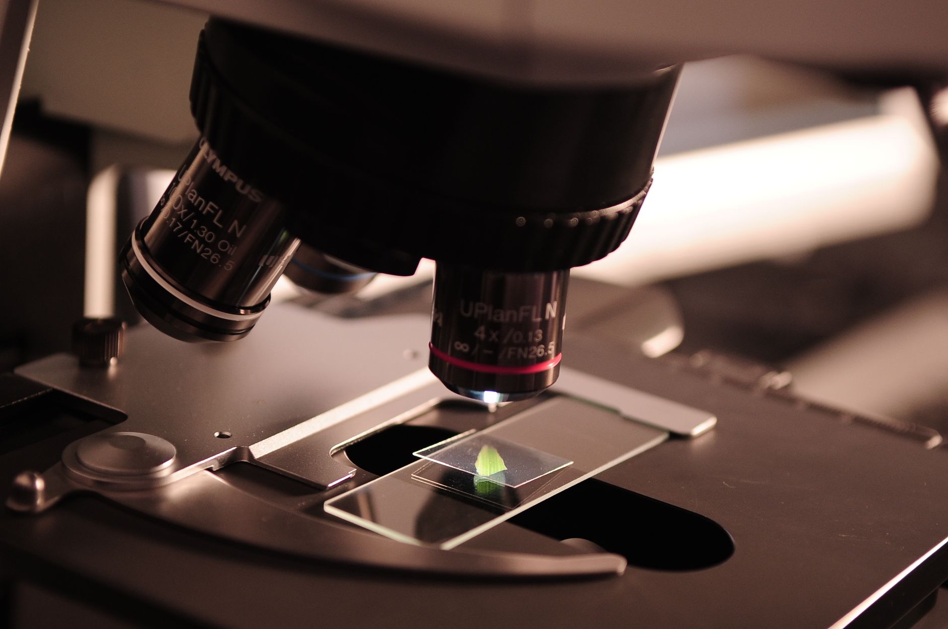 The Best Microscopes for 2026: Top Picks for Every Budget 2 A researcher adjusting one of the best microscopes in a modern laboratory setting
