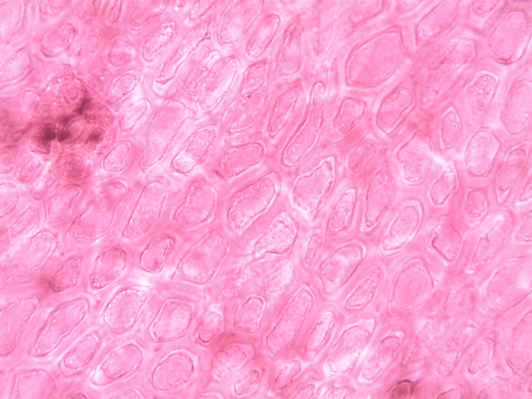 The Best Microscopes for 2026: Top Picks for Every Budget 3 Detailed view of microscope slides with colorful biological samples